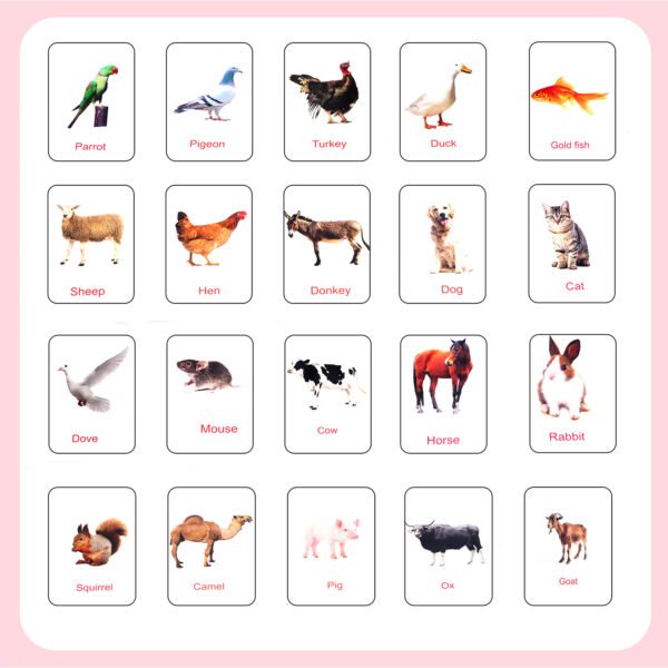 Combo - Birds, Insects, Colours, Domestic & Wild Animals Flashcards - Image 4