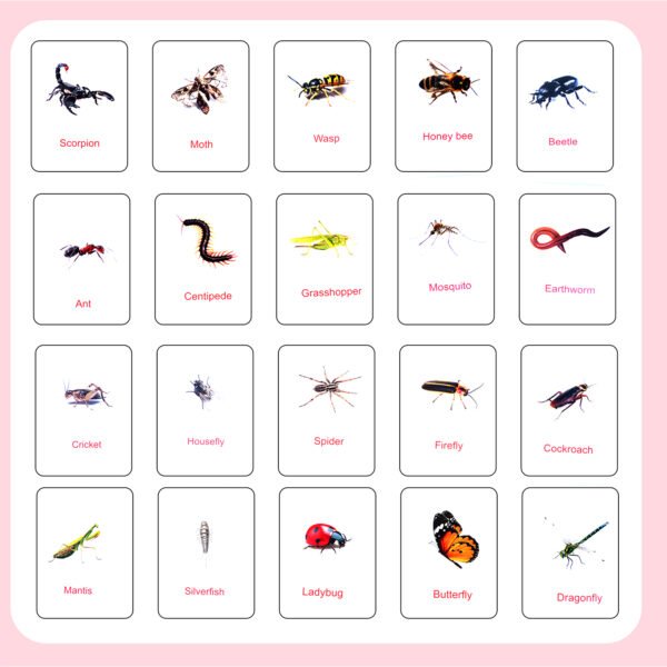 Combo - Birds, Insects, Flowers, Domestic & Wild Animals Flashcards - Image 5
